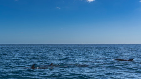 The backs and dorsal fins of swimming dolphins are visible in the blue ocean. Ripples on the surface of the water. Clear azure sky. Copy space. Mauritius. Dolphin watching tour.の写真素材