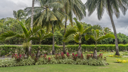 Landscape design of a tropical park. Tall coconut palms and Hyophorbe lagenicaulis, bottle palm grow on a green lawn. Ornamental plants with burgundy leaves in a flower bed.の写真素材