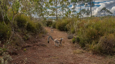 Ring-tailed catta lemurs on a red soil dirt track. Long striped tails are raised. There are thickets of tall grass, bushes, and trees on the sides of the path. Madagascar.の写真素材