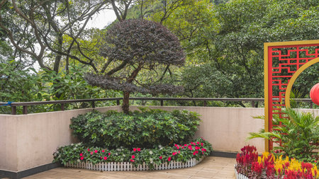 Landscape design of a tropical Chinese park. A fragment. A bonsai tree grows by the fence of the terrace. Decorative flower beds with bright flowers. Lush green vegetationの写真素材