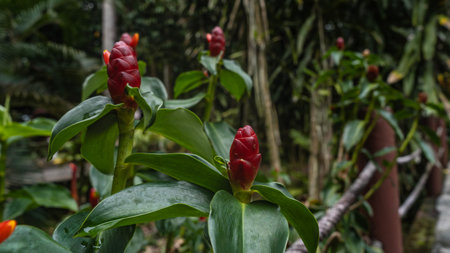 A beautiful tropical plant Costus woodsonii. Red buds, juicy green leaves on thick stems. Vegetation...