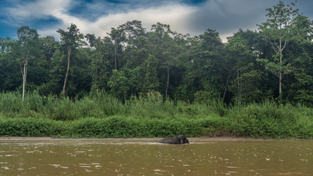 A pygmy elephant walks along the riverbed. Above the water, the back, head, and tip of the trunk. There are thickets of tall green grass on the shore. Rain forest treesの写真素材