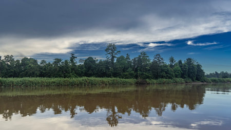 Morning in the jungle. There are thickets of tall, lush grass on the banks of a tropical river. Rain...
