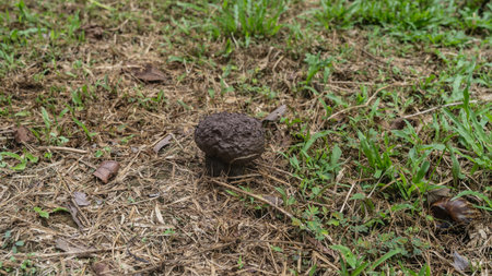 The Puffball grows in the forest. Mushroom with brown rough hat, thick short leg. Dry and green...