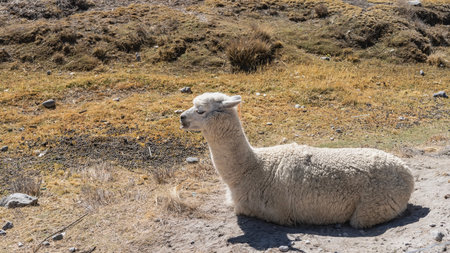 The white llama is lying on the ground, resting. Profile view. Scant yellowed grass on the soil....