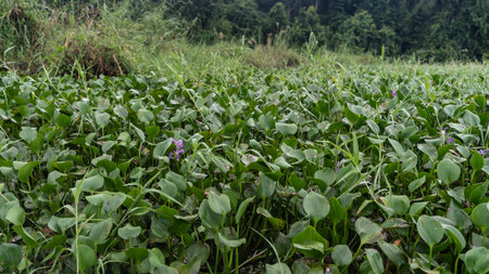 Thickets of water hyacinth Eichhornia crassipes in a swampy area. Lush green leaves, purple flowers. Close-up. Rain forest in the distance. Malaysia. Borneo. Kinabatangan Riverの写真素材