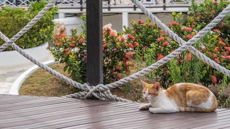 A white cat with red spots is resting on a boardwalk. Side view There is a flowerbed with flowering tropical plants behind the rope railing. Cuba. Varadero.の写真素材