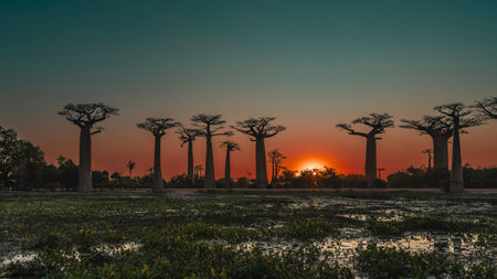 Fantastic sunset landscape. The blue evening sky is highlighted with orange near the horizon. The sun is shining from behind the bushes. Silhouettes of baobabs.の写真素材