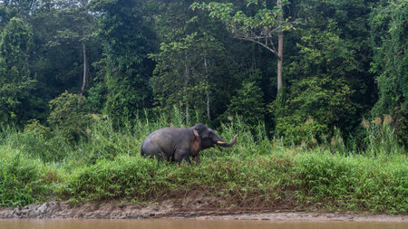 A pygmy elephant walks along the banks of a tropical river among lush green grass. The trunk is raised up. Side view Impenetrable thickets of rain forest. Malaysia. Borneo.の写真素材