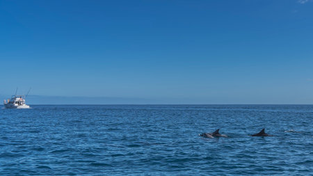 The dorsal fins and backs of dolphins are visible above the surface of the blue ocean. A white tourist boat in the distance. Clear azure sky. Mauritius. Dolphin watching tour.の写真素材