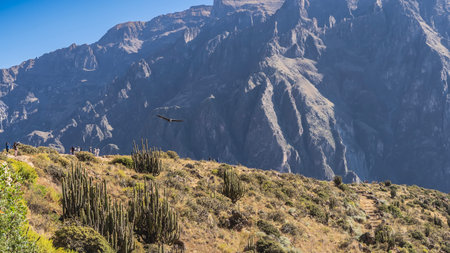 Condor flight in Colca canyon. A large bird flies with its wings spread against the background of a mountain. Cacti grow on the slope. Silhouettes of people watching. The blue sky.の写真素材