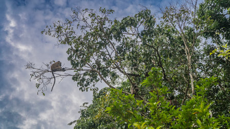 A long-tailed macaque sits on a tree branch with its tail hanging down. Another monkey hide in the...
