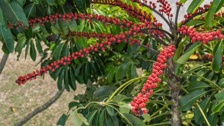 A beautiful tropical plant schefflera actinophylla. Clusters of bright red small fruits on long...