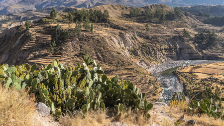 Beautiful panoramic view. Agricultural terraces on the mountain slopes, green trees. The river flows...