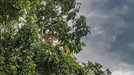 A family of monkeys is resting in a tree. Primates sit on branches, among green leaves, take care of each other, clean their fur. Clouds in the sky. Malaysia. Borneo. Kinabatanganの写真素材