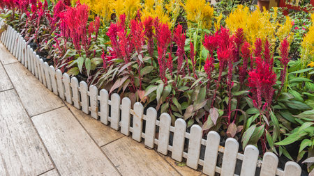 Bright decorative flowers Celosia argentea plumosa grow in a flower bed. Red and yellow inflorescences, green leaves. A white wooden fence along the footpath. China.の写真素材