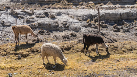 Three llamas are grazing in a corral, eating short, dry yellow grass. The animals heads are lowered...