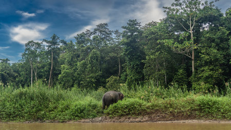 A pygmy elephant walks on the coast of a tropical river in the jungle. The animal stands on a clay bank among green tall grass. Rain forest trees against blue sky, clouds. Malaysiaの写真素材