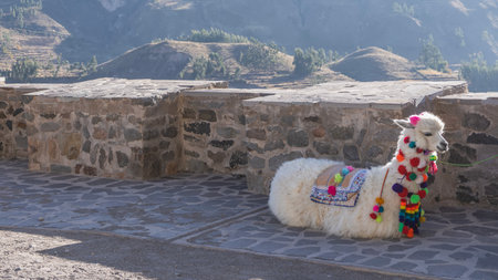 A white llama lies on an observation deck in the mountains. The animal is beautifully dressed up. Horse blankets, colorful bright pompoms, tassels. Side view Peru. Colca Canyonの写真素材