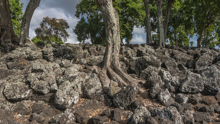 Trees grow on rocky soil. Exposed roots among boulders on the hillside. Clouds in the sky. Mauritius.の写真素材