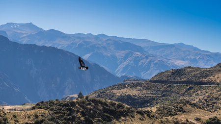 The condor flies over the mountains. A beautiful bird of prey hovers in the air, spreading its wings. The blue sky. Peru. Colca Canyon.の写真素材