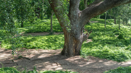 A tropical urban park. Old sprawling trees, dirt footpaths, green grass on laws. Cuba. Havana Forest. Parque Almendares. Gran Parque Metropolitanoの写真素材
