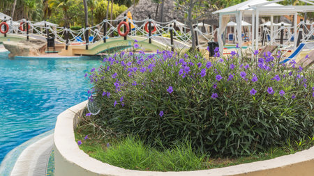 Flower bed by the swimming pool. Bright purple flowers, green grass. Pedestrian bridge over the water with rope railings and lifebuoys.の写真素材