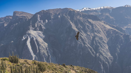 The condor is flying over the gorge. A beautiful large bird of prey against a snow-capped mountain....