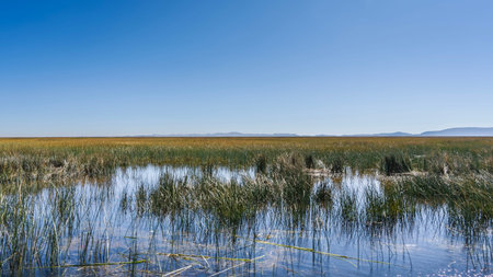 Thickets of the totora reeds grow in a high mountain lake. Tall stems above the water. Reflection on...