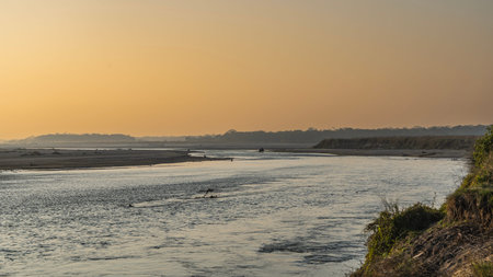Evening landscape. A calm river in the jungle. Grass on the banks. In the distance the silhouette of an elephant crossing the riverbed is visible. The sky is colored orange.Nepal.