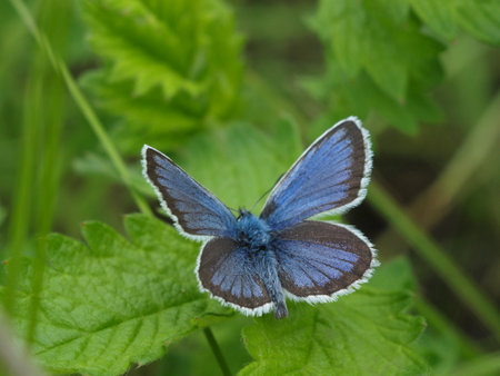 Macro. Butterfly sitting in the grass.