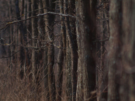 Planting trees in forestry. Wild nature.の写真素材