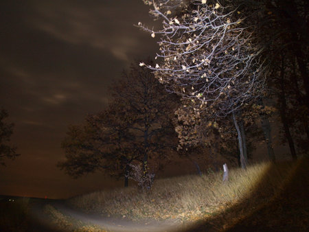 walk through the night forest with a lantern.