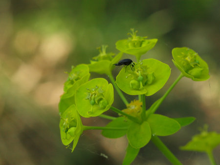 A bizarre plant and a beetle sitting on it. Macro.