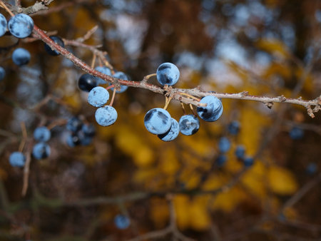 crowns of trees in the autumn forest. Autumn photography.