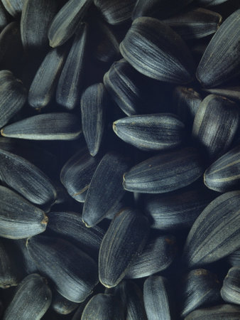 The photo shows sunflower seeds. Agriculture. Foodstuffs.の写真素材
