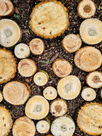 Cuts of pine trees of different diameters and colors, folded on the ground in the form of a path, and one cone among them, a section of a freshly sawn tree, top view.の写真素材