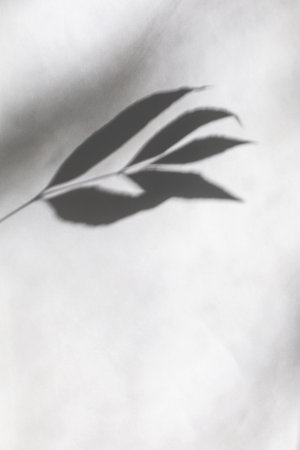 Gray shadow of a plant branch on a white background close-up, abstract concept of nature, place for...