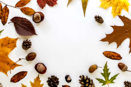 Autumn composition with place for text in the middle, made of dried leaves, chestnuts, cones and acorns on a white background. View from above.の写真素材