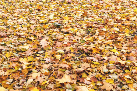 Natural autumn orange background of many leaves, side view, selective focusの写真素材