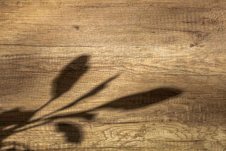 Houseplant shadow spathiphyllum on brown textured wooden background close up, abstract nature...