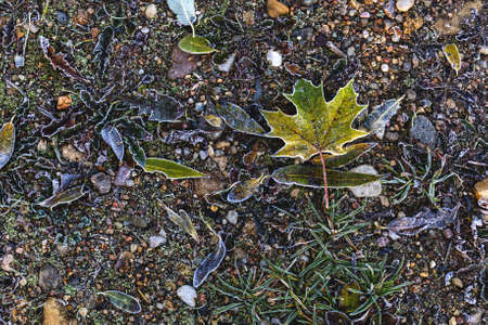 A fallen green maple leaf in hoarfrost lies on the ground and small round stones, around various grass and moss covered with hoarfrost, an interesting background, top view.の写真素材