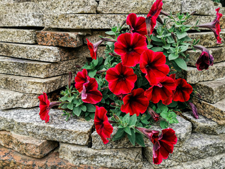 A Bush of bright red Petunia flowers planted on a brick wall lined with horizontal masonry with narrow tiles of marble gray and red-orange bricks. Close upの写真素材