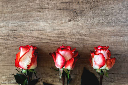 Three red and white roses on green legs lie parallel to each other on wooden brown textured background, festive concept with place for text, flat layの写真素材
