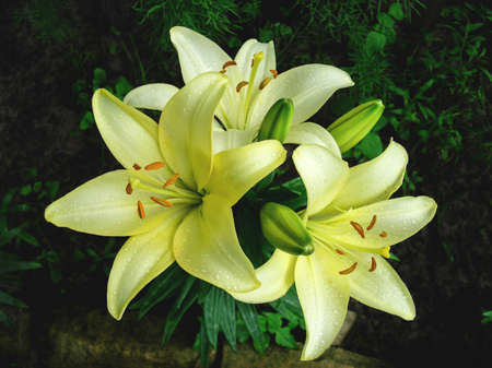 Gorgeous blooming yellow lilies and unopened buds in raindrops growing in greenery, top view