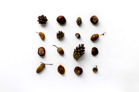 Creative autumn composition with a square of different acorns, chestnuts and fir cones in the center of a white background, autumn pattern, top viewの写真素材