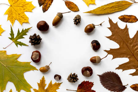 Autumn composition of dried leaves, in the center there is a round frame of chestnuts, acorns and fir cones on a white background. Place for an inscription, top viewの写真素材