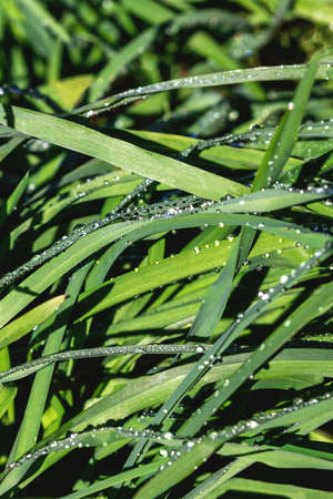 Natural beauty in nature water drops shining in the sun on green succulent grass after rain,...