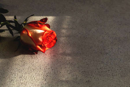 One red and white rose in water drops lies on a gray textured background with shadows from the hard...