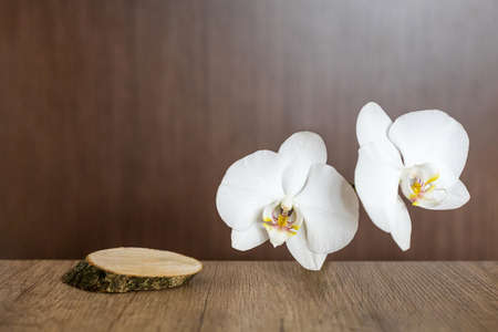 Empty natural wood podium with white blooming orchid on textured brown table. Place for advertisingの写真素材